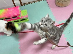 ペットホテルで遊んでいる猫ちゃん。