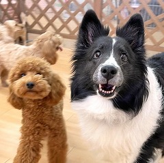 ペットホテルで新しいお友達が出来た犬ちゃん。