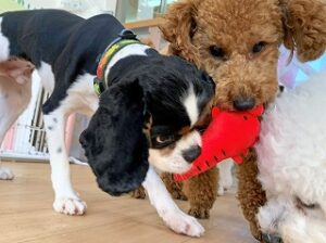 おもちゃで遊ぶ犬ちゃん。