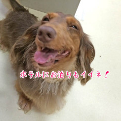 ペットホテルもいいね