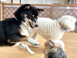 お友達とじゃれあう犬ちゃん。