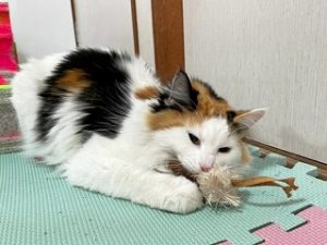 おもちゃの匂いを嗅ぐ猫ちゃん。