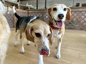 ペットホテルでお散歩中の犬ちゃん。