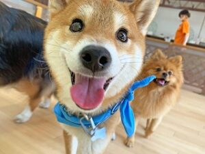 カメラに近寄る犬ちゃん。