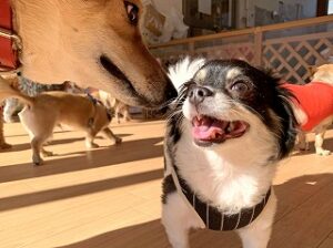 ペットホテルでお友達が出来た犬ちゃん。