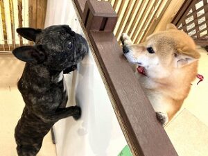 お友達にご挨拶をしている犬ちゃん。