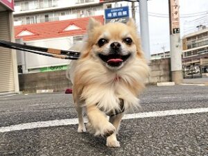 お散歩中の犬ちゃん。