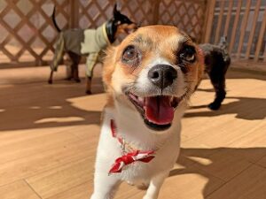 ペットホテルで元気に走り回る犬ちゃん。