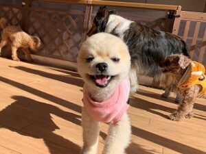 陽光がまぶしそうな犬ちゃん。