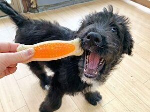 おもちゃで遊んでいる犬ちゃん。