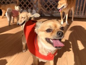 ペットホテルでのんびりくつろぐ犬ちゃん。