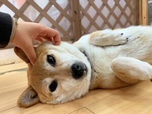 ヘッドマッサージが気持ちよさそうな犬ちゃん。