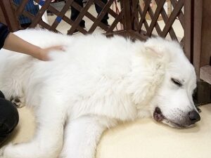 眠たそうな犬ちゃん。