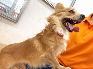 スタッフを独り占めの犬ちゃん。