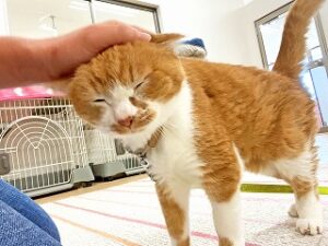 ペットホテルのスタッフさんに甘える猫ちゃん。