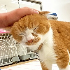 ペットホテルのスタッフさんに甘える猫ちゃん。