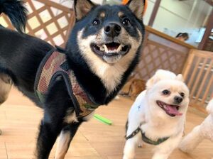 ペットホテルで新しいお友達が出来た犬ちゃん。