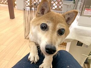 スタッフさんにかまってほしい犬ちゃん。