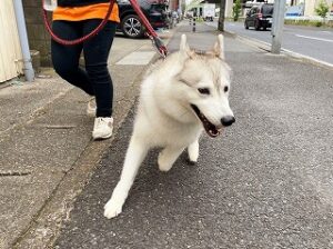 嬉しそうに散歩をしている犬ちゃん。