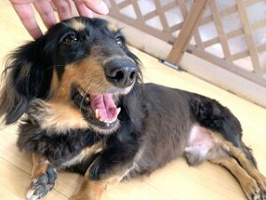 ペットホテルのスタッフさんに甘える犬ちゃん。