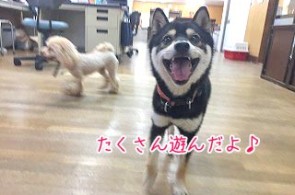 笑顔の柴犬