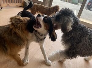 じゃれあう犬ちゃんたち