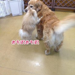 ペットホテルで一緒に遊ぼうよ