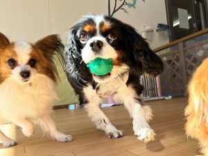 ボール遊びをする犬ちゃん。