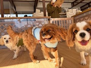 ペットホテルでのんびり過ごす犬ちゃん。