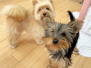 ペットホテルでのんびりくつろぐ犬ちゃん。