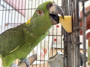 ペットホテルでお食事中のインコちゃん。