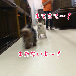 追いかけっこだ！