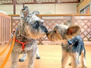 キスをしている犬ちゃん。