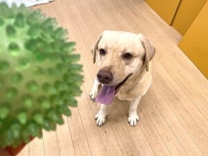 ボールで遊びたい犬ちゃん。