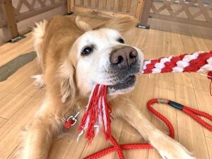 ロープで遊んでいる犬ちゃん。