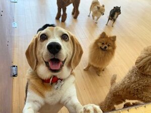 ペットホテルのスタッフさんと一緒に遊びたい犬ちゃん。