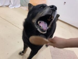 犬ちゃんのブラッシング