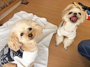 ペットホテルでのんびりくつろぎ中の犬ちゃん。