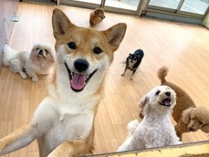 元気よくご挨拶をする犬ちゃん。