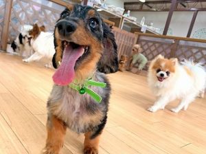 ペットホテルをパトロールする犬ちゃん。