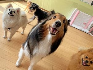 たくさんのお友達と一緒に遊んでいる犬ちゃん。