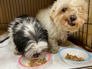 お食事中の犬ちゃん達。