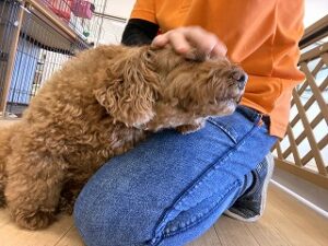 なでなでが気持ちよさそうな犬ちゃん。