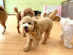 ペットホテルをお散歩中の犬ちゃん。