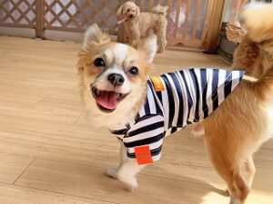 こっちにおいでよと言っている犬ちゃん。