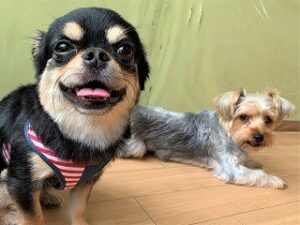 ペットホテルでくつろぐ犬ちゃん。