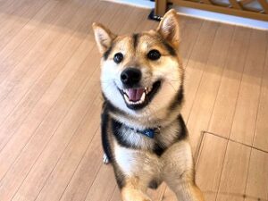 スタッフさんと一緒に遊びたい犬ちゃん。