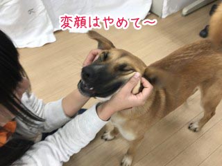 わんわんワンちゃん