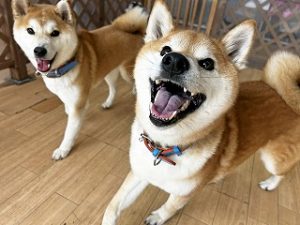 ペットホテルで元気に走り回る犬ちゃん。