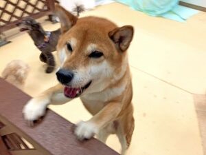 おやつをおねだりしている犬ちゃん。